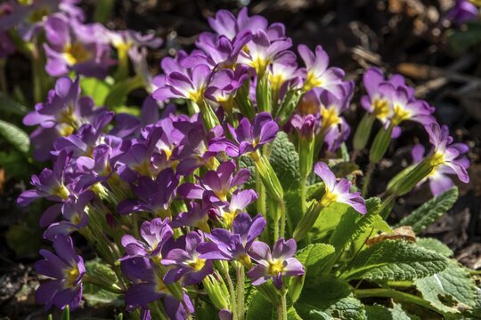 Purple primrose (Primula sp.), Baden-W&uuml;rttemberg, Germany