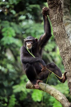 Chimpanzee (Pan troglodytes troglodytes), subadult, eating, on tree, captive, occurrences of middle Africa