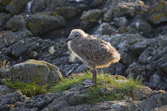 Great Black-backed Gull (Larus marinus), Runde Island, Norway, Scandinavia, Europe