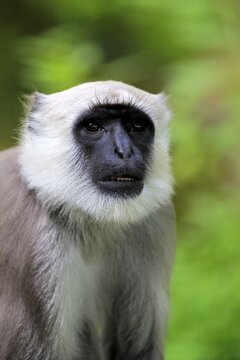 Northern plains gray langur (Semnopithecus entellus), adult, animal portrait, vigilant, captive