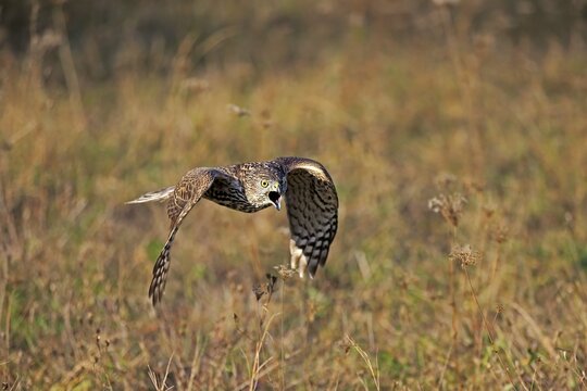 Steppe buzzard (Buteo buteo), adult, flying over meadow, calling, Slovakia