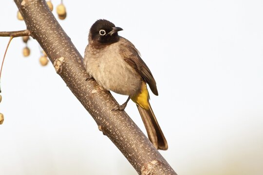 White-spectacled Bulbul or Yellow-vented Bulbul (Pycnonotus xanthopygos) on a branch, Antalya, Turkey