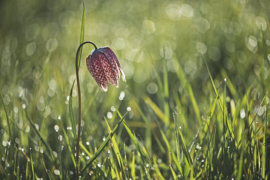 Snake's head fritillary (Fritillaria meleagris), Lower Saxony, Germany