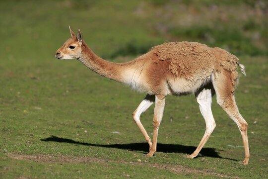 Vicu&ntilde;a (Vicugna vicugna), adult, alert, running, changing coat, captive