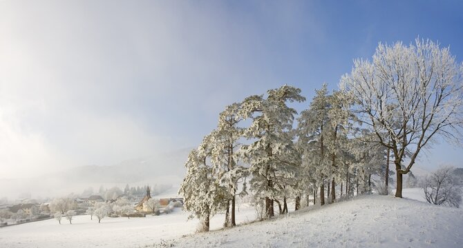 Church and frost-covered pine trees, Schwarzensee, Lower Austria, Austria, Europe