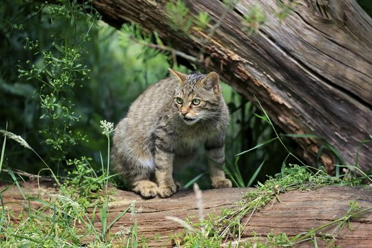 European Wildcat (Felis silvestris silvestris), adult, alert, Surrey, England, United Kingdom