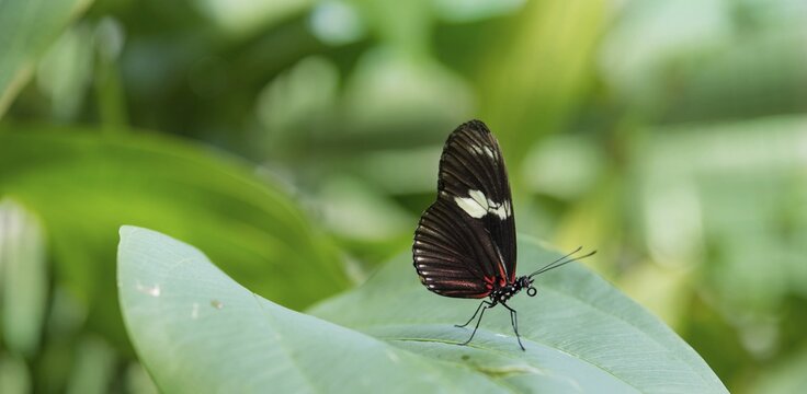 Cydno Longwing (Heliconius cydno), butterfly house, botanical garden, Munich, Upper Bavaria, Bavaria, Germany