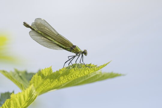 Female banded damselfly (calopteryx splendens) on stinging nettle leaf, Hesse, Germany