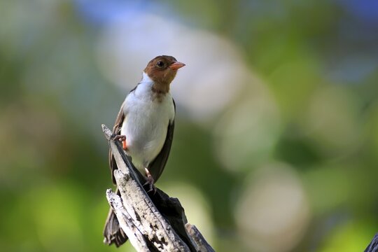 Yellow-billed cardinal (Paroaria capitata), young bird on the lookout, Pantanal, Mato Grosso, Brazil