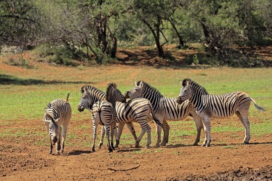 Burchell's zebra (Equus quagga burchelli), Burchell's zebra, adult, group, alert, Mokala National Park, Northern Cape, South Africa