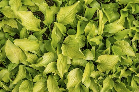Autumn leaves of a hosta (Hosta) Germany