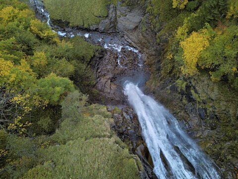Autumn-coloured sycamore maple (Acer pseudo plantanus), at the Diesbach waterfall, Canton Glarus, Switzerland