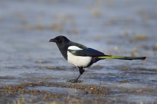 Eurasian Magpie (Pica pica) with a worm in its beak, Mazovia, Poland