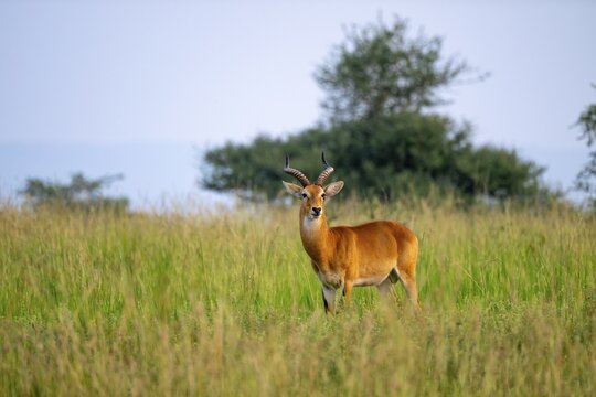 Uganda red antelope (Kobus thomasi) also known as Uganda kob, male, Murchison Falls National Park, Uganda