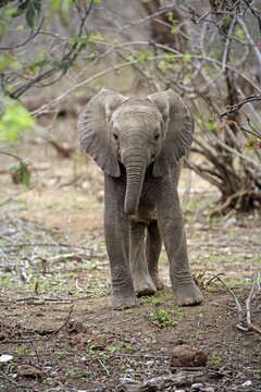 African elephant (Loxodonta africana), young animal, Sabi Sand Game Reserve, Kruger National Park, South Africa