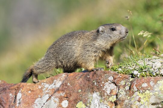 Young Alpine marmot (Marmota marmota)