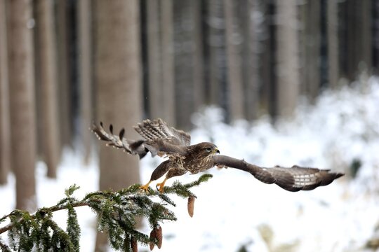 Steppe buzzard (Buteo buteo), adult on tree in winter spreading wings, in snow, Zdarske Vrchy, Bohemian-Moravian Highlands, Czech Republic