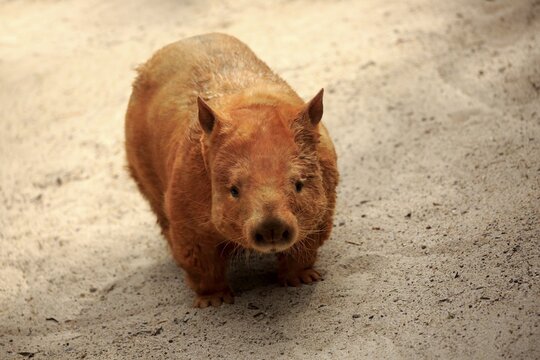 Southern hairy-nosed wombat (Lasiorhinus latifrons), adult, captive, Australia