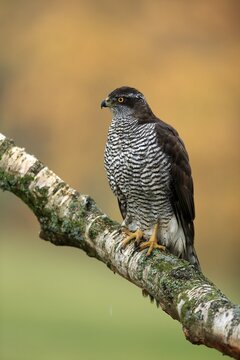 Eurasian sparrowhawk (Accipiter nisus), adult, female, on tree, alert, in autumn, &Scaron;umava, Czech Republic