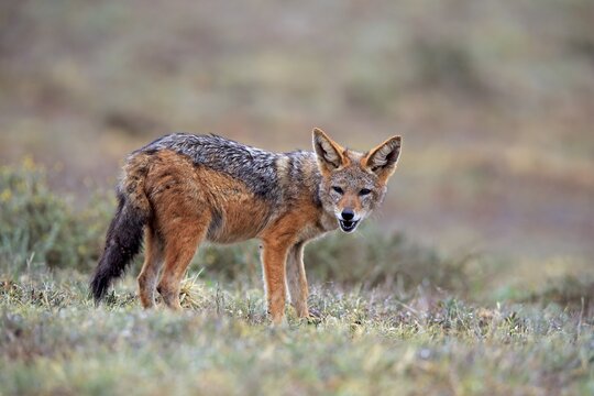 Black-backed Jackal (Canis mesomelas), adult, Addo Elephant National Park, Eastern Cape, South Africa