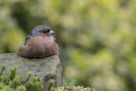 Chaffinch (Fringilla coelebs), Emsland, Lower Saxony, Germany