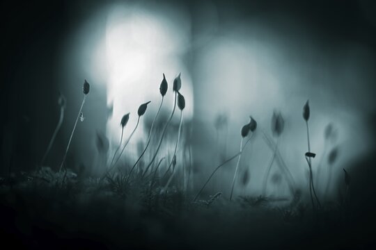 Beech (Fagus) saplings on forest floor in morning light, Mindelheim, Unterallg&auml;u, Bavaria, Germany