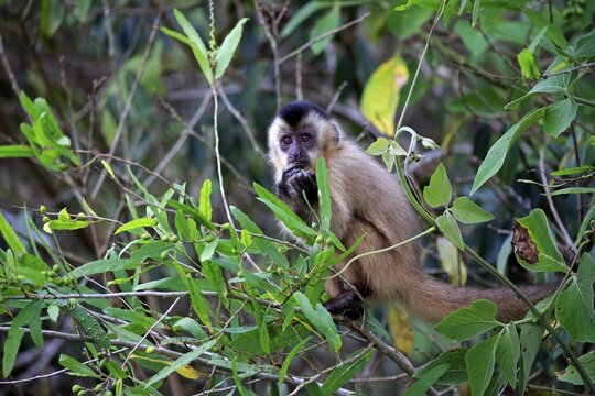 Tufted capuchin (Cebus apella), young monkey in a tree, eating, Pantanal, Mato Grosso, Brazil