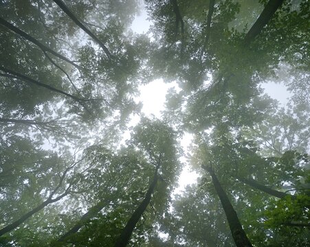 Beech forest in fog, bottom view, Arnstein, Lower Austria, Austria, Europe