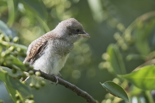 Red-backed shrike (Lanius collurio), young bird, Emsland, Lower Saxony, Germany