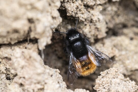 Horned mason bee (Osmia cornuta), Emsland, Lower Saxony, Germany