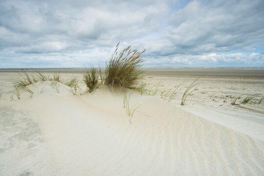 Dunes on the beach, Juist, Lower Saxony, Germany