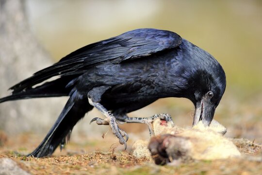 Common raven (Corvus corax), adult, eating carrion, Zdarske Vrchy, Bohemian-Moravian Highlands, Czech Republic