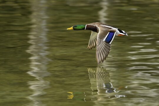 Mallard (Anas platyrhynchos) drake in flight, Lake Zug, Zug, Switzerland