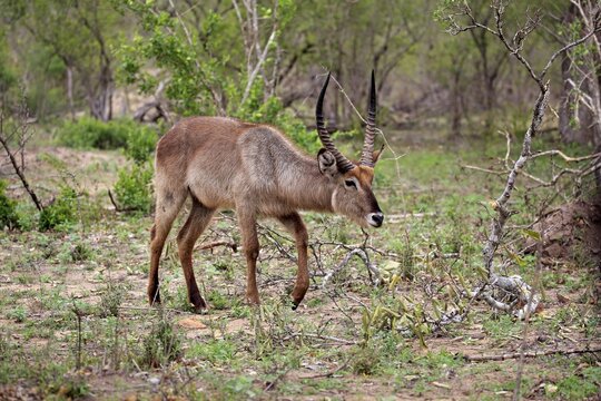 Ellipsen waterbuck (Kobus ellipsiprymnus), adult, male, walking through bushes, Kruger National Park, South Africa