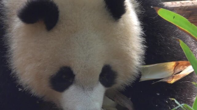 Most charming bear in world panda (Ailuropoda melanoleuca), A symbol of nature conservation WWF. Emblems of China. The bear eats bamboo omly - stenophagous animal,
