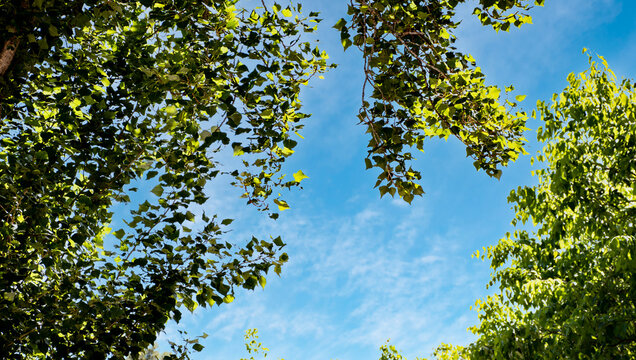 Foto tomada desde el suelo mirando hacia arriba, donde las copas de varios &aacute;rboles forman un marco natural alrededor de un claro en el cielo