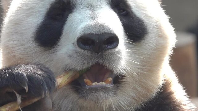 Most charming bear in world panda (Ailuropoda melanoleuca), A symbol of nature conservation WWF. Emblems of China. The bear eats bamboo omly - stenophagous animal,
