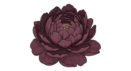 Obraz premium beautiful purple peony flower isolated on transparent background