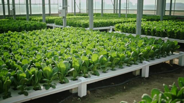 Panning camera revealing raised hydroponic troughs in greenhouse to show drip lines and controls