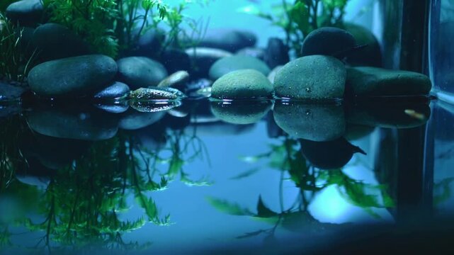 Filming small frog sitting on stone at planted tank, camera racking, showing plant reflections