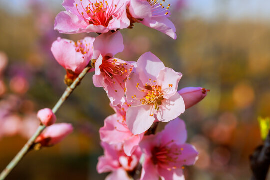 Cherry blossoms show off their pink petals on branch, welcoming the warmth of spring in garden setting