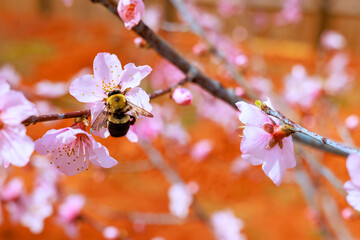 Naklejka premium Bee gathers pollen from pink peach blossom flowers on sunny spring in garden.