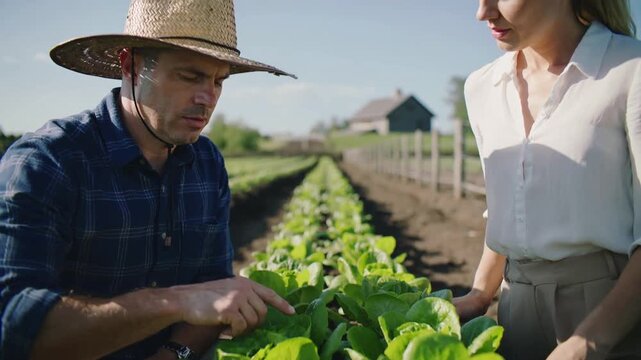Spotting lettuce, farmer in straw hat and colleague inspecting crop, touching leaves at small farm