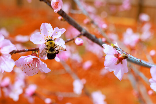 Bee gathers pollen from pink peach blossom flowers on sunny spring in garden.