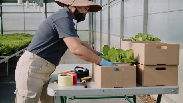 Bending worker wearing sun hat lifting crate, harvesting, packing greens in nursery for shipment