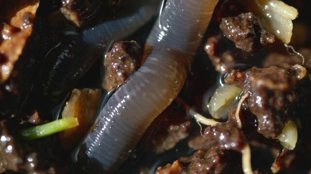 Elongating worm leaving wet pocket across potting soil in pot on water film, probing sprout tip