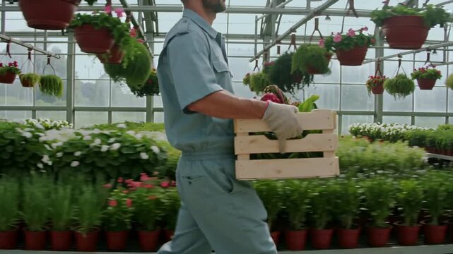 Entering left, man in blue uniform gloved carrying plant crate in greenhouse, restocking benches