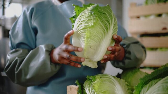 Reaching worker in smock lifting rotating cabbage checking quality at packing area with crates tank