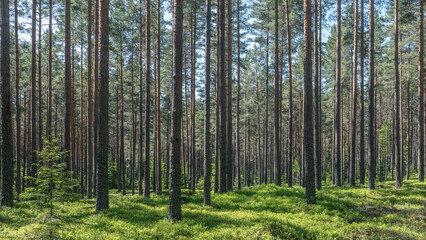 Fototapeta premium Forest landscape in spring