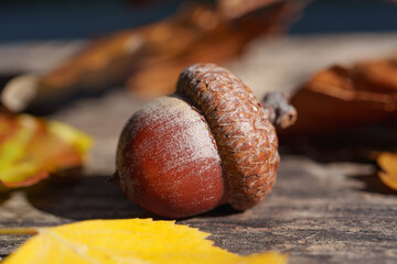 Macro view of acorn on wooden surface with blurred autumn leaves background © Aleksandr Fedosov